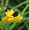 garden flowers